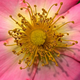 Illustration for article titled 58 Giant Close-Ups Of Plants